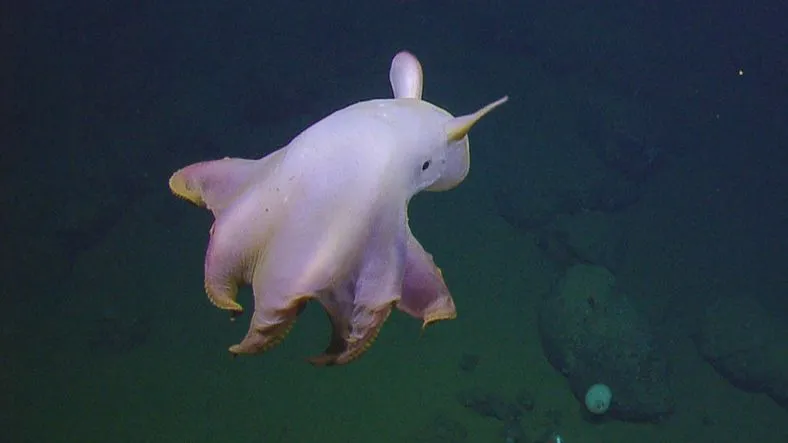 Dumbo Ahtapot (Grimpoteuthis)